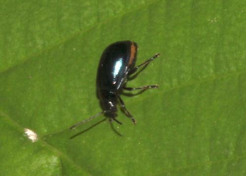 Agelastica alni